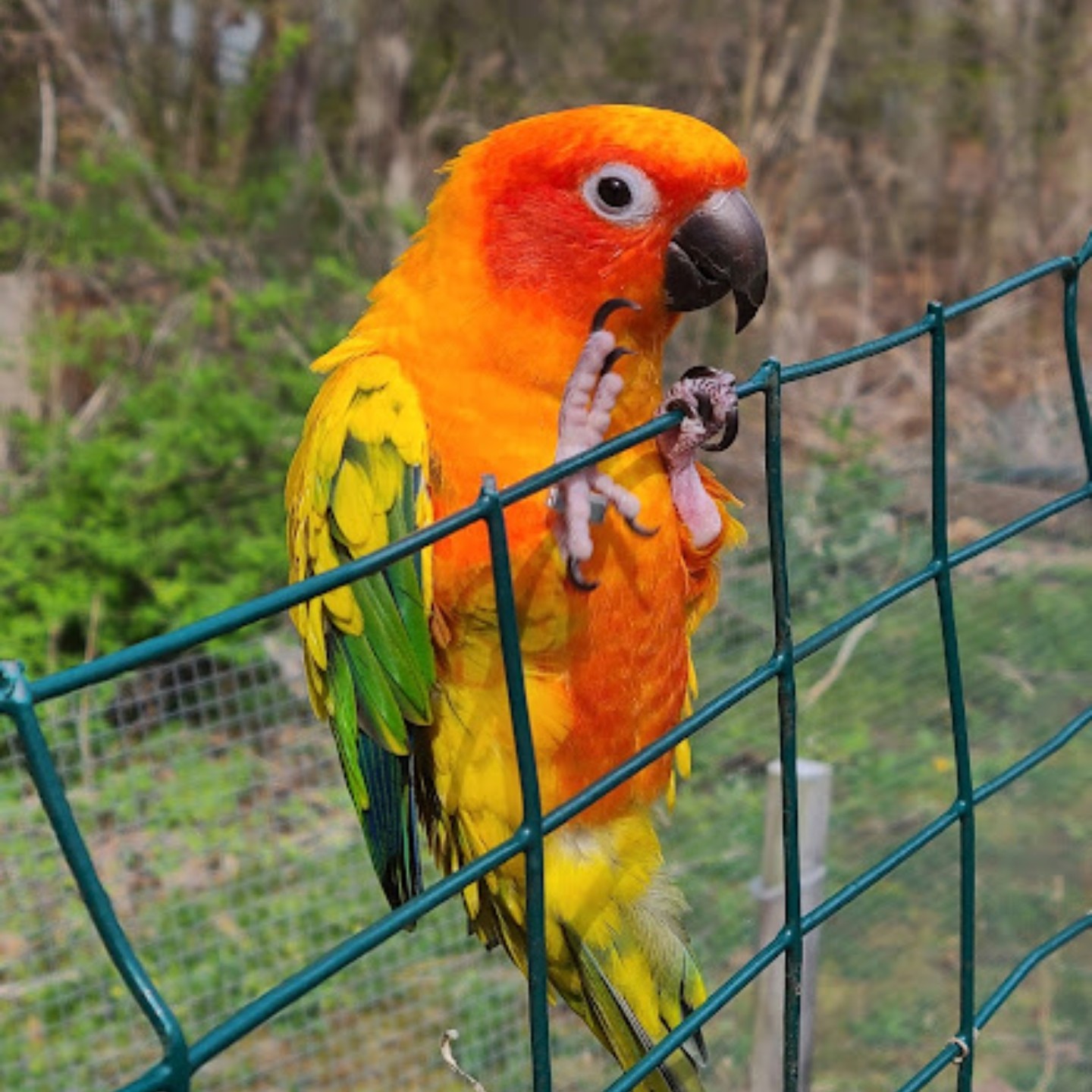 The bird, full photo