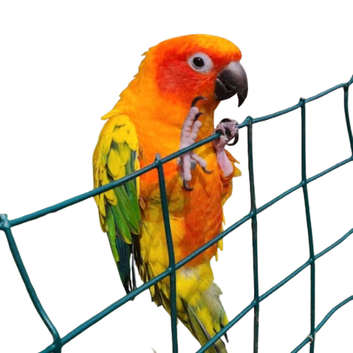 Bouncing bird — click me